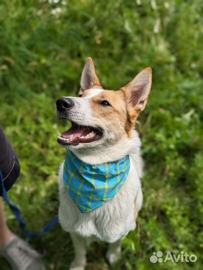 Собака в добрые руки отдам бесплатно