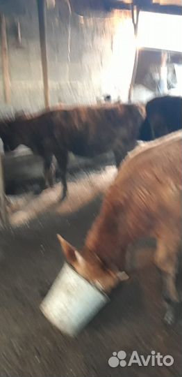 Продам бычка