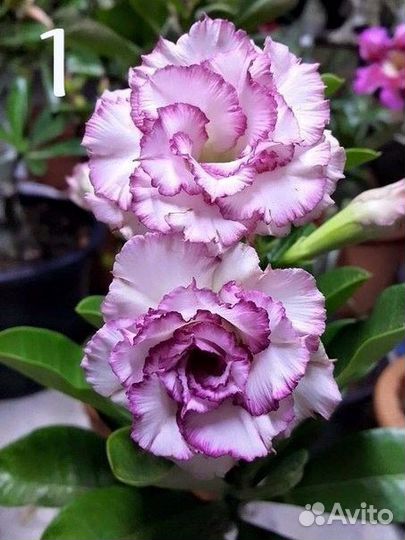 Аденимы-экзотические растения