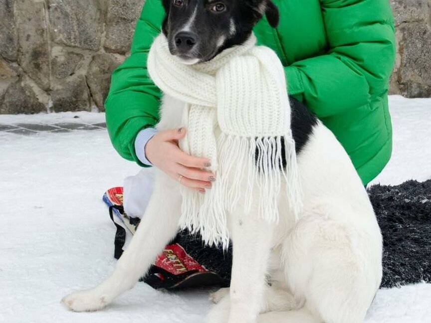 Малыш, 8 месяцев в добрые руки