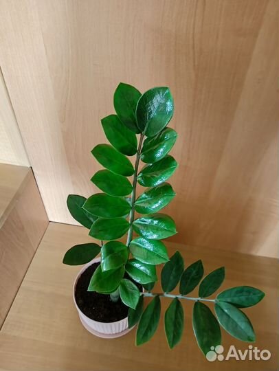 Замиокулькас