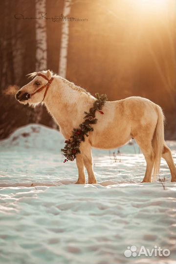 Шетлендский пони