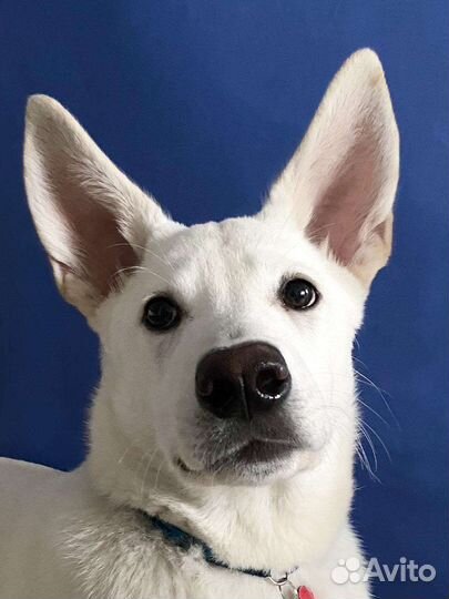 Север ищет дом