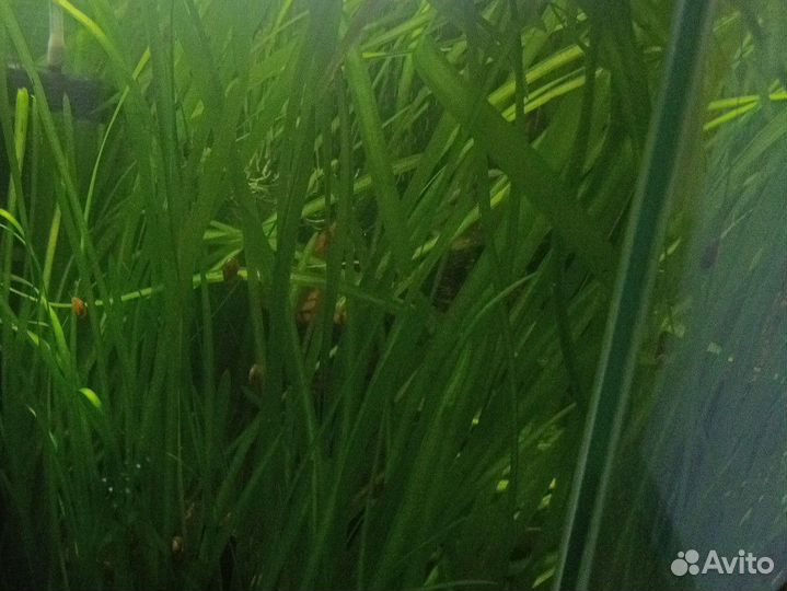 Водоросли для аквариума