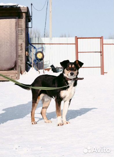 Стеша ищет дом