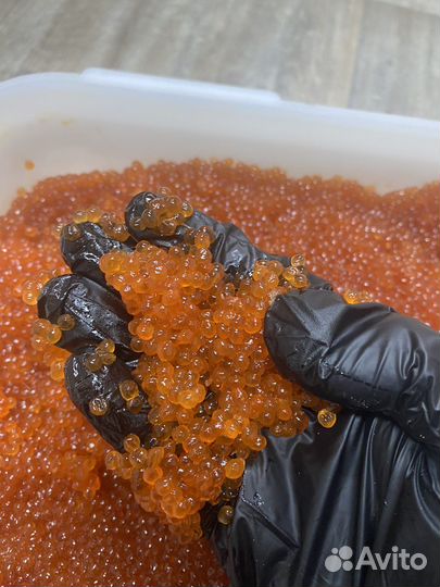 Икра горбуши 2023