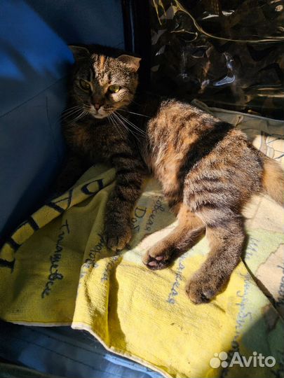 Кошка вислоухая