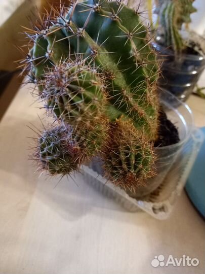 Молочай,кактус,денежное дерево ростки