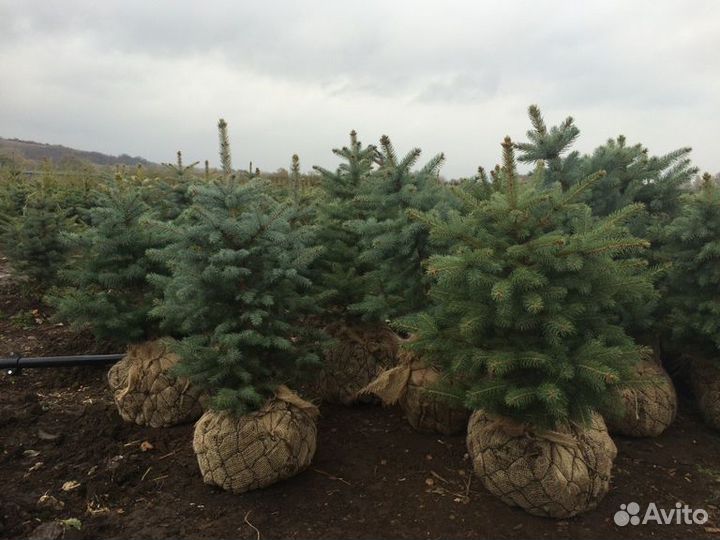 Ель голубая