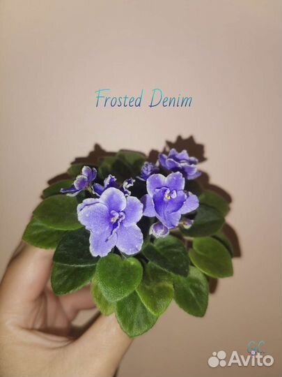 Детки сортовых фиалок