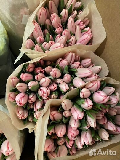 Тюльпаны оптом с юга России