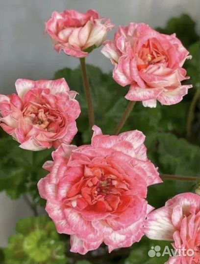 Пеларгония rushmoor avon