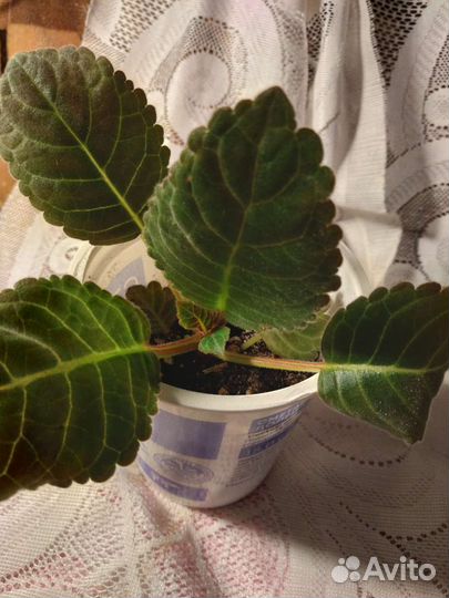 Глоксиния цветет