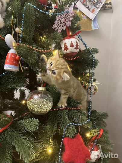 Золотая британская шиншилла ny 12 ny 22 ny 23