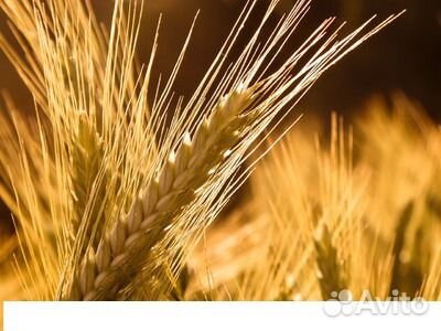 Продаю горох, рапс и другое фуражное зерно