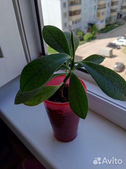 Синадениум Гранта или Дерево любви