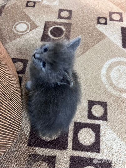 Котята бесплатно