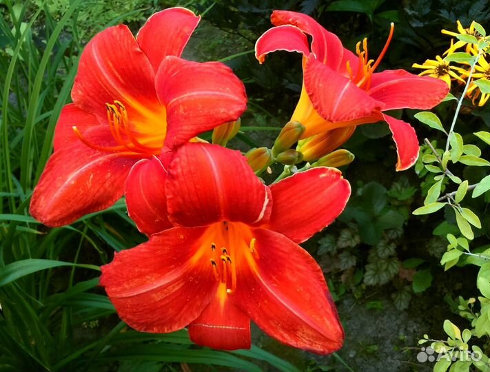 Редкие растения в Ясногорске