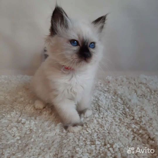 Котенок редкой породы