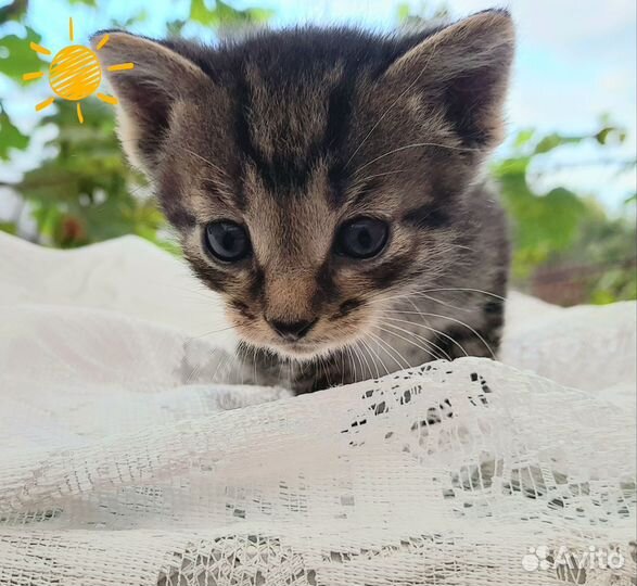 Малыши ищут дом