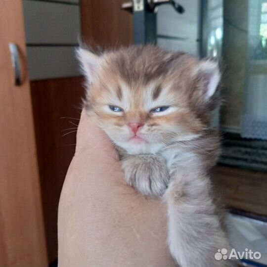 Шотландская