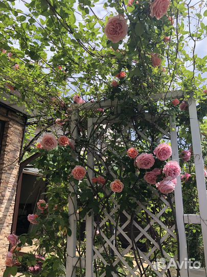 Роза плетистая сорт Пьер Ронсар