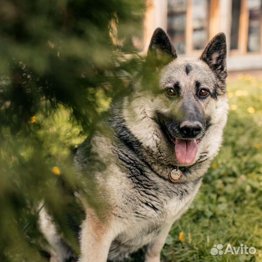 Восточноевропейская овчарка
