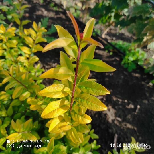 Бирючина ауреа