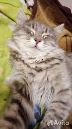 Кошечка в добрые руки