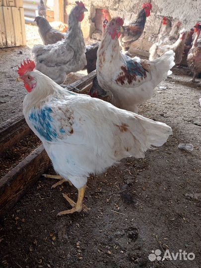 Петушки и индюшки