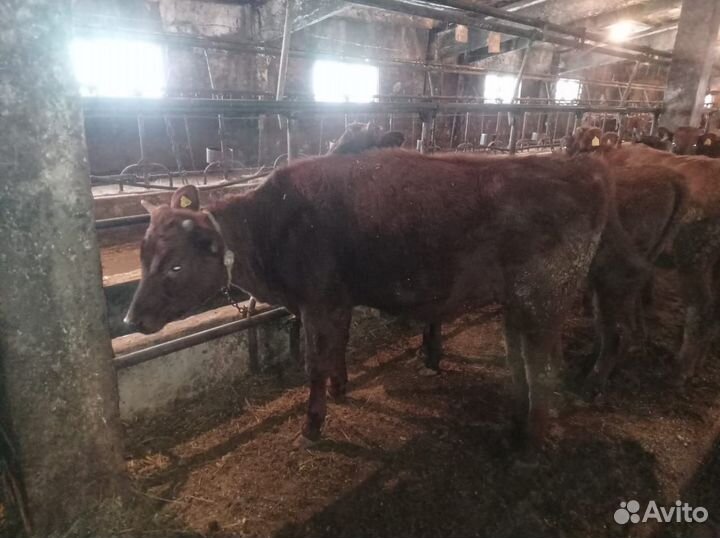 Телята телочки