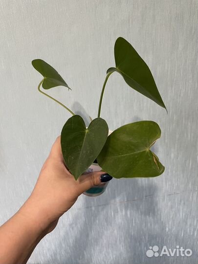 Антуриум красный