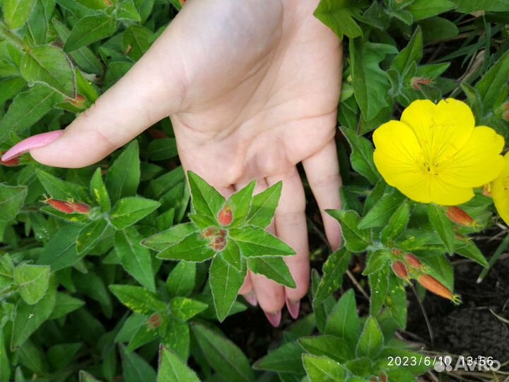 Многолетники Вербейник Энотера Лихнис