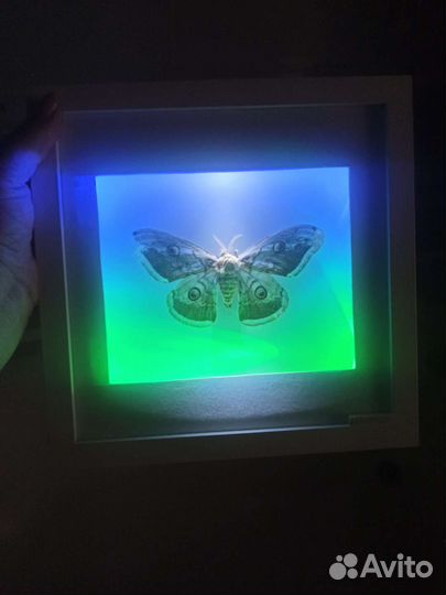 Картина с подсветкой с мотыльком
