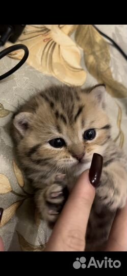 Шотландская золотая шиншилла котенок