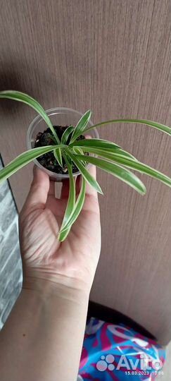 Хлорофитум