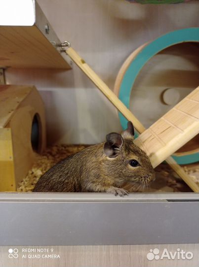 Дегу из питомника