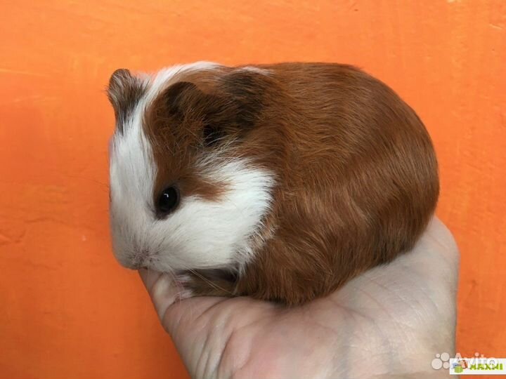 Продаю гладких морских свинок малыши