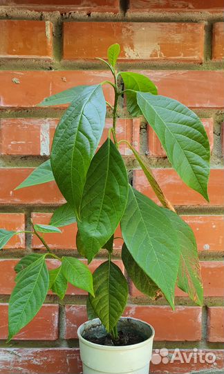 Авокадо разные возраст от года до 2х лет