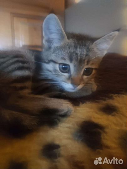 Кошка в дар бесплатно