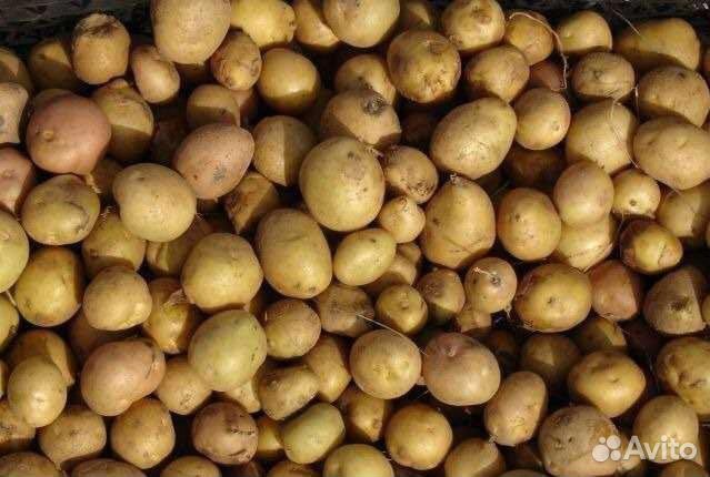 Мелкий картофель