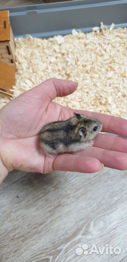 Джунгарский хомяк