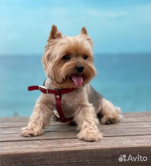 Йоркширский терьер