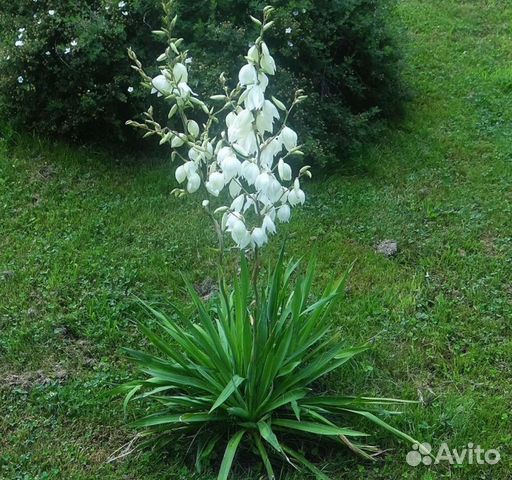 Саженцы Юкки флимантоза (нитчатая)