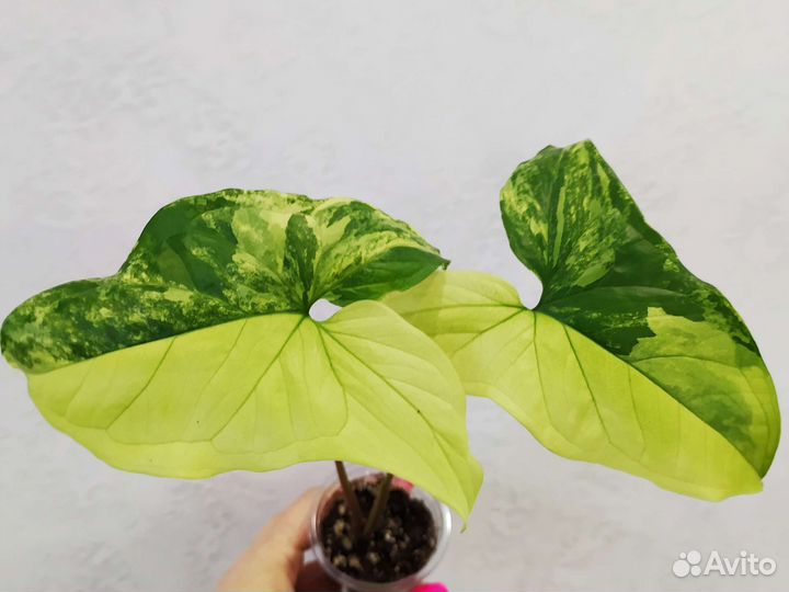 Сингониумы