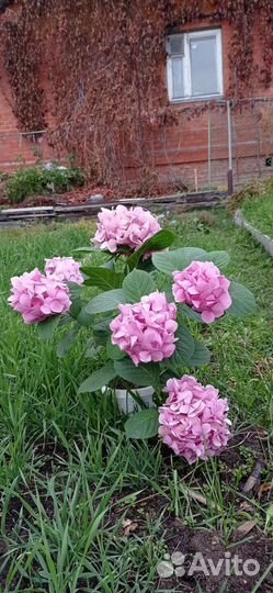 Гортензия крупнолистная