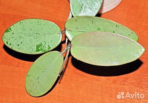 Хойя (разные) часть первая