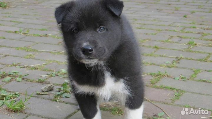 Русская европейская лайка