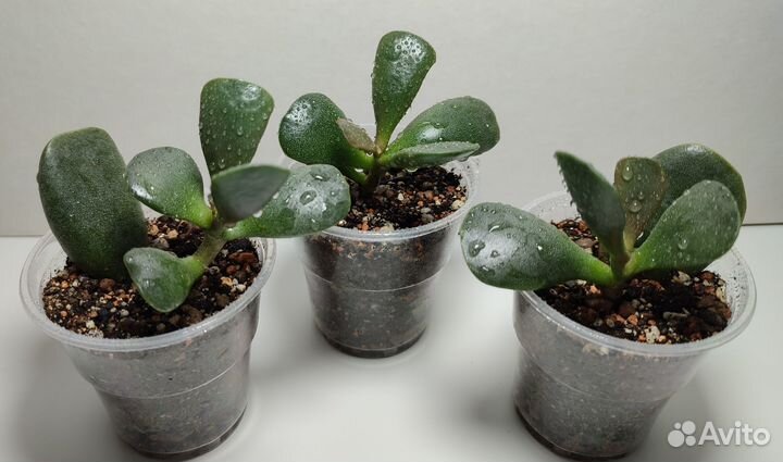 Адромискус Купера (Adromischus cooperi)