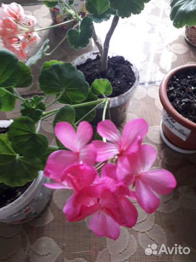 Пеларгония герань